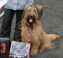 briard Monika, photo: Trubina, 400x370p, 40kb briard Monika, photo: Trubina, 400x370p, 40kb