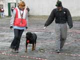 rotweiler Dominator, helper Bachistsa, photo: Trubina rotweiler Dominator, helper Bachistsa, photo: Trubina