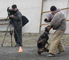 doberman Amazonka, helper - Vetoshkin, photo: Trubina doberman Amazonka, helper - Vetoshkin, photo: Trubina