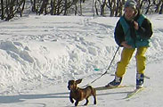 dachshund Luka, 100m, photo: Belinskaya, 400x300p, 34kb
