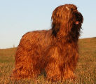 briard Altesse, photo © I.Marchwicka, 400x350p, 40kb