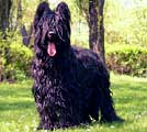 Angus, 300x320p, 23kb