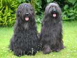 briards Quini and Arlot, photo © T.Haak, 626x501p, 40kb