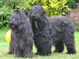 briards Quini and Arlot, photo © T.Haak, 556x400p, 40kb