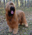 briard Aurelia, photo © B.Pandel, 400x443p, 40kb