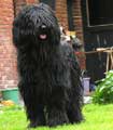 Bandit MN, photo © Tine Snoeks, 400x300p, 40kb