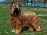 briard Cognac, photo © B.Pandel, 400x350p, 40kb