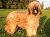 briard Dufy, photo © M.Poltorak, 460x350, 40kb