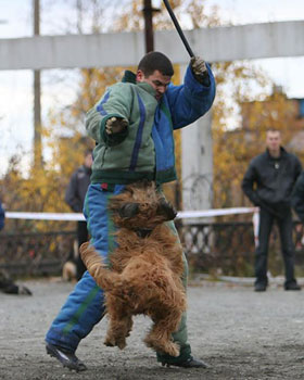 + DzholiAnzhio07.jpg +