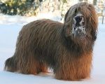 briard Emiliano, photo © I.Kozik, 487x390p, 40kb