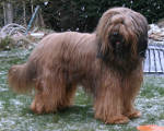 briard Emiliano, photo © I.Kozik, 380x280p, 40kb