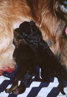 + Emmapuppies2.jpg +