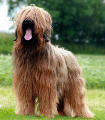 briard Faber, photo © J.Szeptycka, 400x500p, 40kb