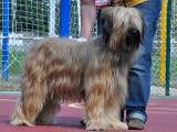 briard Havane, photo © V.Degeeter, 500x400p, 40kb