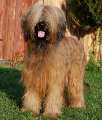 briard Impresja, photo © J.Szeptycka and M.Milan, 400x550p, 40kb