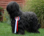 briard James Bond, photo © B.Czyzak, 497x400p, 40kb