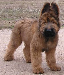 + Kontessapupzair2.jpg +