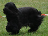 briard LittleBlackDress, photo © B.Czyzak, 450x350p, 40kb