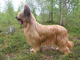 briard Monika, photo: Trubina, 400x300p, 40kb