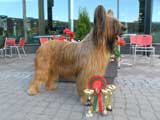 briard Monika, photo: Trubina, 450x450p, 40kb