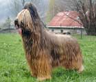 briard MrBean, 300x300p, 30kb