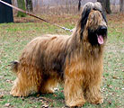 briard MrBean, 330x300p, 42kb
