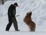 briard Monika, helper - Serguey Markov, photo: Bulynia, 601x450p, 40kb