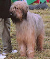 Bhisma du Champ d'Ardoye,   , oo: Ta, 250x300p, 22kb