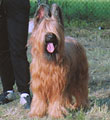 Zenia du Champ d'Ardoye, RCAC & 1     , oo: Ta, 285x300p, 26kb