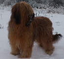 briard Pralines Sucre, photo © M.Obszanska, 500x478p, 40kb