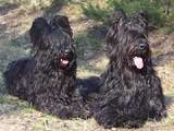 Saetta and Angus, photo: © Anna Vogt, 400x300p, 37kb