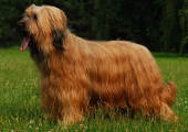 briard Savannah, photo © A.Ekiert, 500x400p, 40kb