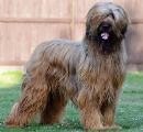 briard Taboo, photo © I.Kozik, 473x480p, 40kb
