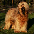 briard Tequila, photo © I.Marchwicka, 400x400p, 40kb