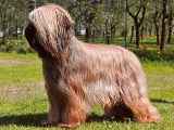 briard Usually (Ozzy), photo © P.Firlova & M.Obszanska, 600x479p, 40kb