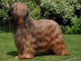 briard Usually (Ozzy), photo © P.Firlova, 500x400p, 40kb
