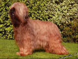 briard Usually (Ozzy), photo © P.Firlova, 450x350p, 40kb