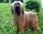 briard Bafee, photo © I.Kozik, 380x332p, 40kb