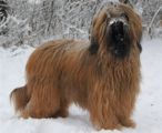 briard Bafee, photo © I.Kozik, 488x400p, 40kb