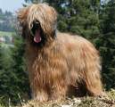 briard Xanadu, photo © I.Kozik, 457x480p, 40kb