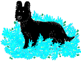 Briard2, © Trubina 2001