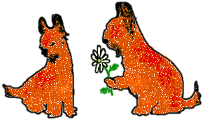 briard24, © Trubina 2004