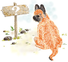 briard4, © 2001 Trubina