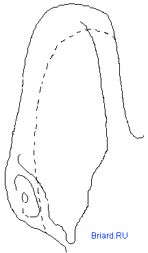 Ear, &copy; Trubina 2001