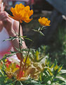 , , 392x500p, 44kb