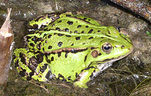 + muolyagushka.jpg +