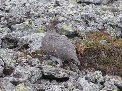 + muopartrige2.jpg +