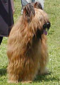 Cedtrett 2003