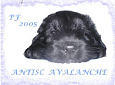 Martina Volfova, Antisc Avalanche
