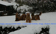 Viviane, le Champ d'Ardoye